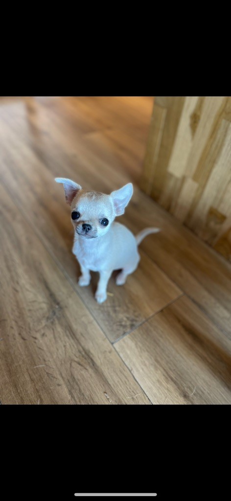 Le Clos Du Salagou - Chiots disponibles - Chihuahua