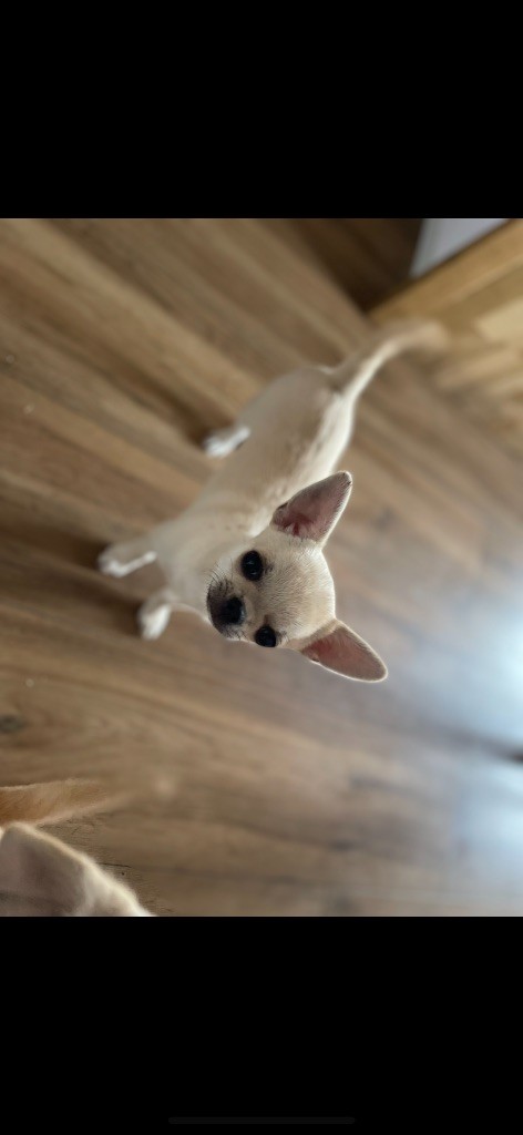 Le Clos Du Salagou - Chiots disponibles - Chihuahua